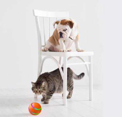 Pets And Cats Wicked Ball